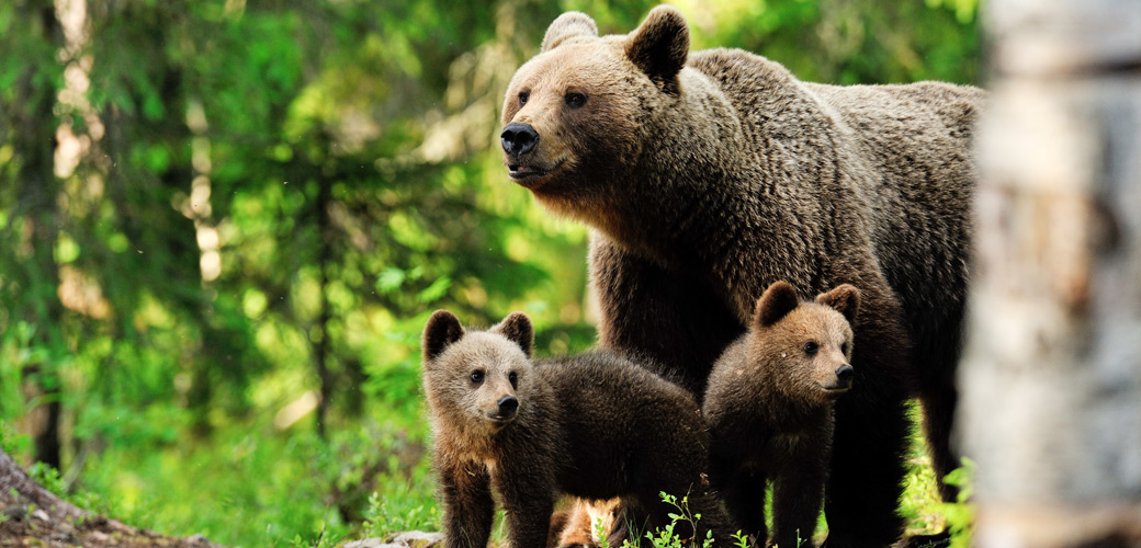 Kako zaštiti mrkog medvjeda u BiH